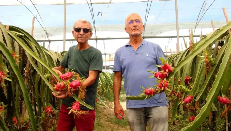 Mersin’de Ejder Meyvesi Hasadı Başladı